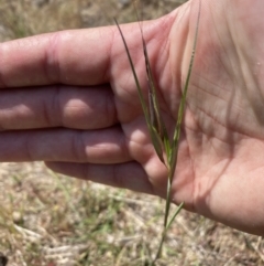 Themeda triandra (Kangaroo Grass) at Molonglo River Reserve - 21 Oct 2023 by SteveBorkowskis