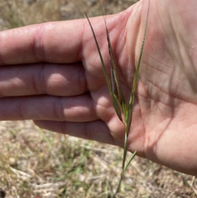 Themeda triandra (Kangaroo Grass) at Lower Molonglo - 21 Oct 2023 by SteveBorkowskis