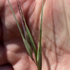 Themeda triandra at Belconnen, ACT - 21 Oct 2023