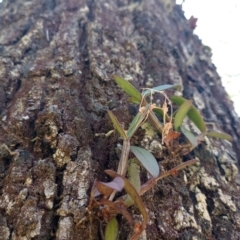 Dendrobium aemulum (Ironbark Orchid) at New Italy, NSW - 29 Sep 2023 by poszum