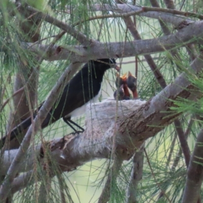 Rhipidura leucophrys (Willie Wagtail) at Upper Stranger Pond - 21 Oct 2023 by RodDeb