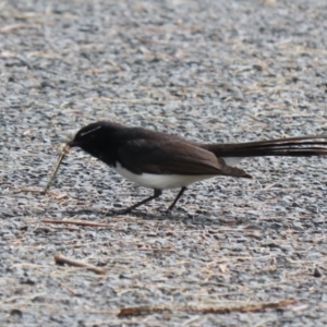 Rhipidura leucophrys at Isabella Plains, ACT - 21 Oct 2023