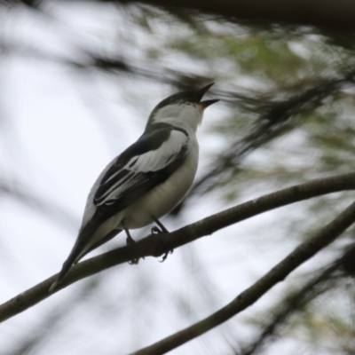 Lalage tricolor (White-winged Triller) at Isabella Plains, ACT - 21 Oct 2023 by RodDeb