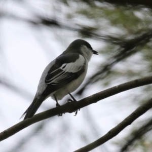 Lalage tricolor at Isabella Plains, ACT - 21 Oct 2023