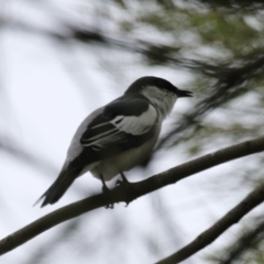 Lalage tricolor at Isabella Plains, ACT - 21 Oct 2023