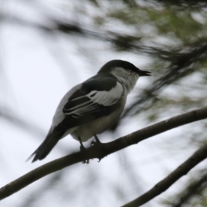 Lalage tricolor at Isabella Plains, ACT - 21 Oct 2023 10:43 AM