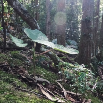 Dendrocnide excelsa (Stinging Tree) at Budderoo National Park - 13 Jun 2021 by JimL