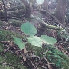 Dendrocnide excelsa at Jamberoo, NSW - 13 Jun 2021 01:10 PM