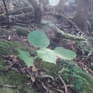 Dendrocnide excelsa at Jamberoo, NSW - 13 Jun 2021 01:10 PM