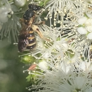 Lasioglossum (Chilalictus) bicingulatum at Mount Annan, NSW - 11 Oct 2023 12:42 PM