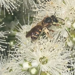 Lasioglossum (Chilalictus) bicingulatum at Mount Annan, NSW - 11 Oct 2023 12:42 PM