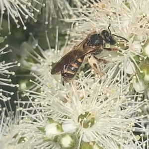 Lasioglossum (Chilalictus) bicingulatum at Mount Annan, NSW - 11 Oct 2023 12:42 PM