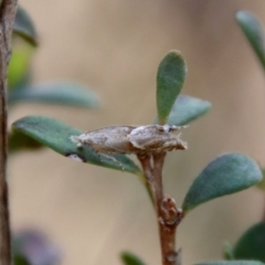 Holocola honesta (A Tortricid moth (Eucosmini) by LisaH
