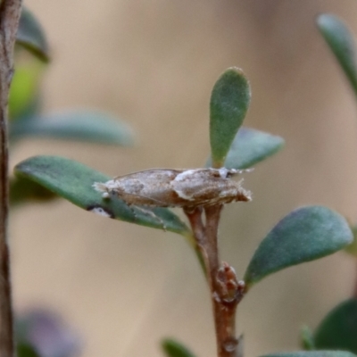 Holocola honesta (A Tortricid moth (Eucosmini) by LisaH