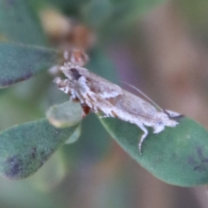 Glyphipterix (genus) at Mongarlowe, NSW - 21 Oct 2023