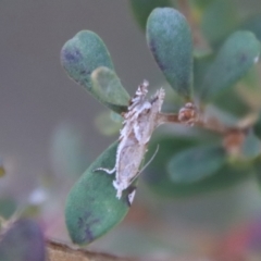 Glyphipterix (genus) at Mongarlowe, NSW - suppressed