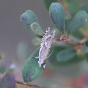 Glyphipterix (genus) at Mongarlowe, NSW - suppressed