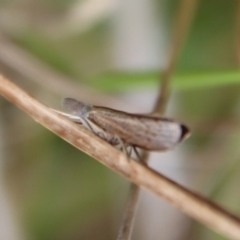 Culladia cuneiferellus (Crambinae moth) at Mongarlowe, NSW - 21 Oct 2023 by LisaH