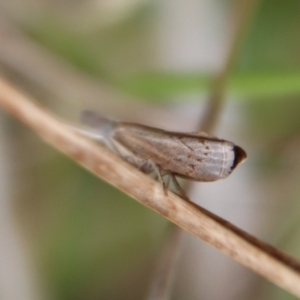 Culladia cuneiferellus at Mongarlowe, NSW - suppressed