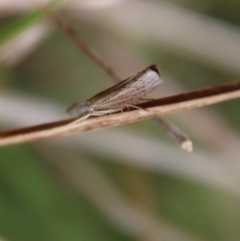 Culladia cuneiferellus at Mongarlowe, NSW - suppressed