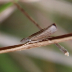 Culladia cuneiferellus at Mongarlowe, NSW - suppressed