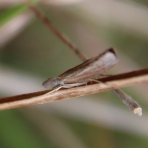 Culladia cuneiferellus at Mongarlowe, NSW - suppressed