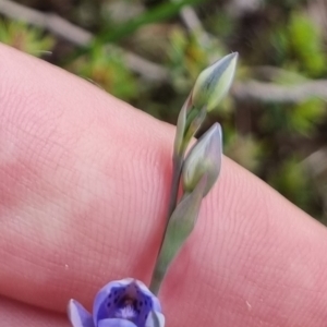 Thelymitra juncifolia at Bungendore, NSW - 21 Oct 2023