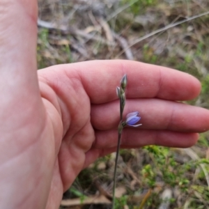 Thelymitra juncifolia at Bungendore, NSW - 21 Oct 2023