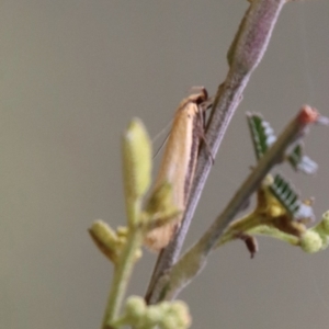 Philobota protecta at Mongarlowe, NSW - suppressed