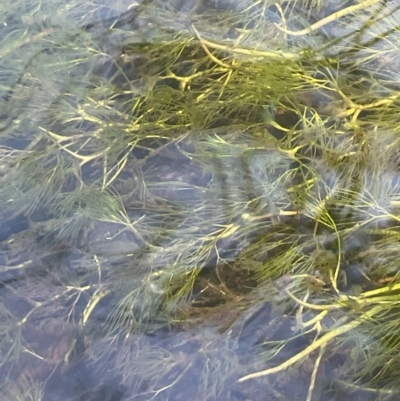 Ranunculus trichophyllus at Rendezvous Creek, ACT - 21 Oct 2023 by JaneR