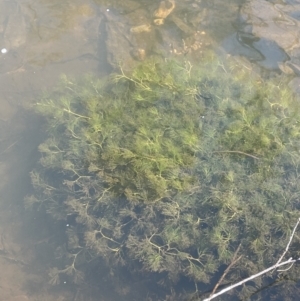 Ranunculus trichophyllus at Rendezvous Creek, ACT - 21 Oct 2023