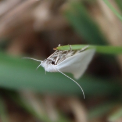 Zacorus carus (White Wingia) at Mongarlowe, NSW - 21 Oct 2023 by LisaH