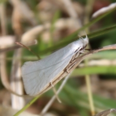 Zacorus carus at Mongarlowe, NSW - suppressed