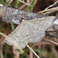 Taxeotis exsectaria (Ochre-headed Taxeotis) at Mongarlowe, NSW - 21 Oct 2023 by LisaH