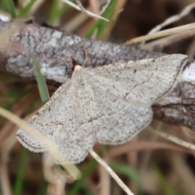 Taxeotis exsectaria (Ochre-headed Taxeotis) at Mongarlowe River - 21 Oct 2023 by LisaH