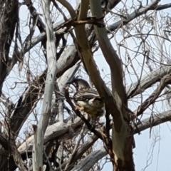 Anthochaera carunculata (Red Wattlebird) at Isaacs Ridge NR (ICR) - 21 Oct 2023 by Mike