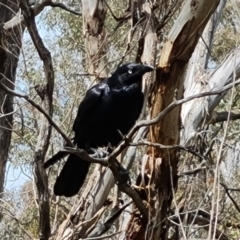 Corvus coronoides (Australian Raven) at Isaacs Ridge NR (ICR) - 21 Oct 2023 by Mike