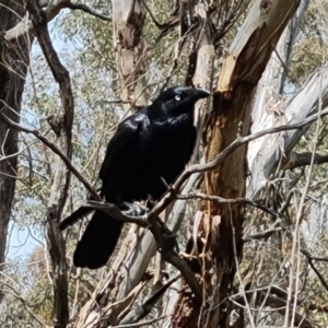 Corvus coronoides at Jerrabomberra, ACT - 21 Oct 2023 11:10 AM