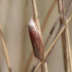 Tortricopsis semijunctella (A Concealer moth (Wingia group)) at Mongarlowe, NSW - 21 Oct 2023 by LisaH