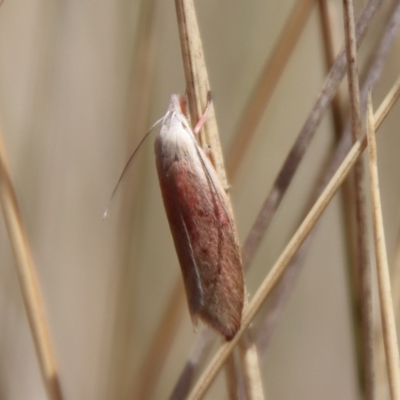 Tortricopsis semijunctella (A Concealer moth (Wingia group)) at Mongarlowe, NSW - 21 Oct 2023 by LisaH