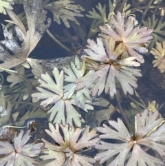 Ranunculus inundatus (River Buttercup) at Rendezvous Creek, ACT - 21 Oct 2023 by JaneR