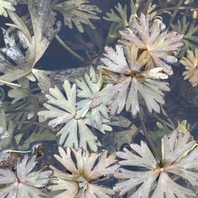 Ranunculus amphitrichus (Small River Buttercup) at Rendezvous Creek, ACT - 21 Oct 2023 by JaneR