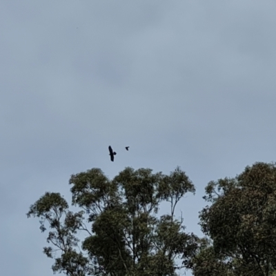 Aquila audax (Wedge-tailed Eagle) at Isaacs Ridge and Nearby - 20 Oct 2023 by Mike