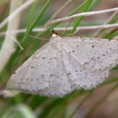 Taxeotis exsectaria (Ochre-headed Taxeotis) at Mongarlowe, NSW - 21 Oct 2023 by LisaH