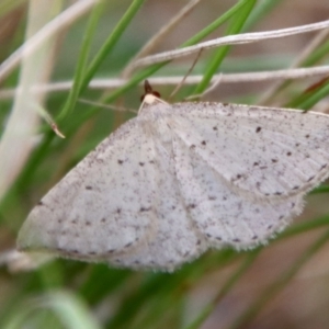 Taxeotis exsectaria at Mongarlowe, NSW - suppressed