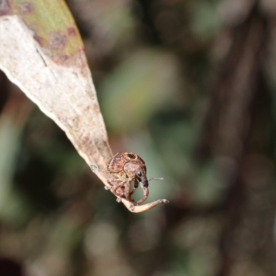Haplonyx (genus) (Unidentified Haplonyx weevil) at Murrumbateman, NSW - 21 Oct 2023 by SimoneC