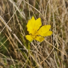 Goodenia pinnatifida (Scrambled Eggs) at Mulligans Flat - 21 Oct 2023 by WalkYonder