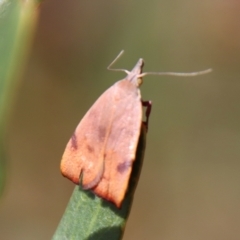 Tortricopsis uncinella (A concealer moth) at QPRC LGA - 21 Oct 2023 by LisaH