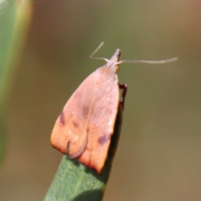 Tortricopsis uncinella (A concealer moth) at Mongarlowe River - 21 Oct 2023 by LisaH