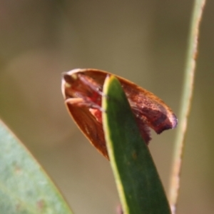 Tortricopsis uncinella at Mongarlowe, NSW - suppressed